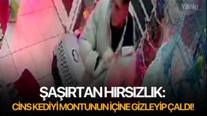 Şaşırtan hırsızlık: Cins kediyi montunun içine gizleyip çaldı!