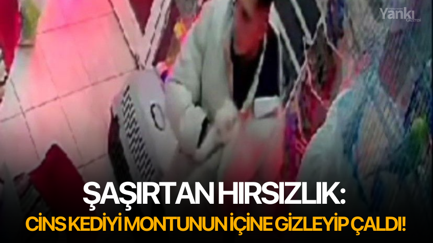 Şaşırtan hırsızlık: Cins kediyi montunun içine gizleyip çaldı!