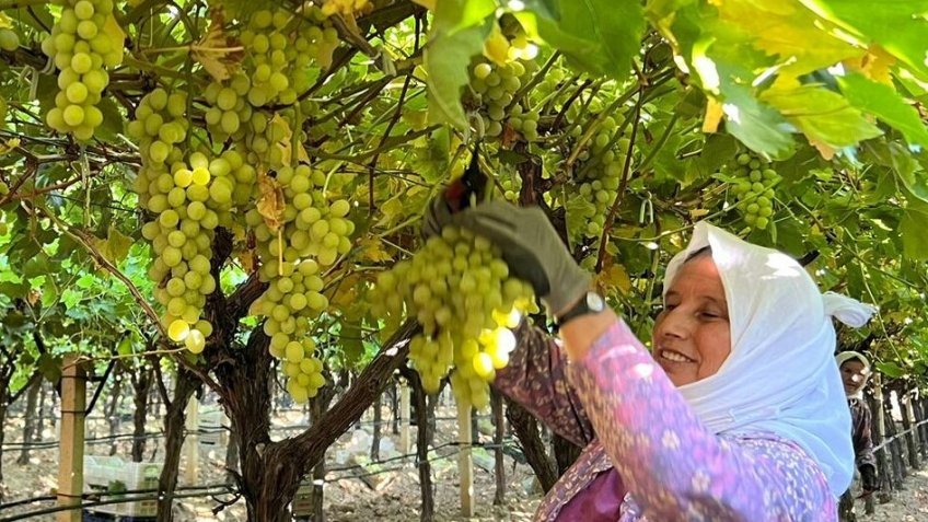 Sarıgöl’de kadın işçi yevmiyeleri 100 TL zamlandı