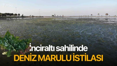 İnciraltı sahilinde deniz marulu istilası