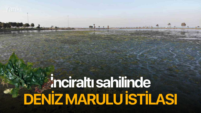 İnciraltı sahilinde deniz marulu istilası