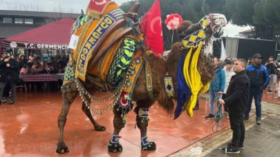 Ege’de develer podyuma çıktı, en yakışıklısı seçildi