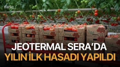 Jeotermal Sera’da yılın ilk hasadı yapıldı