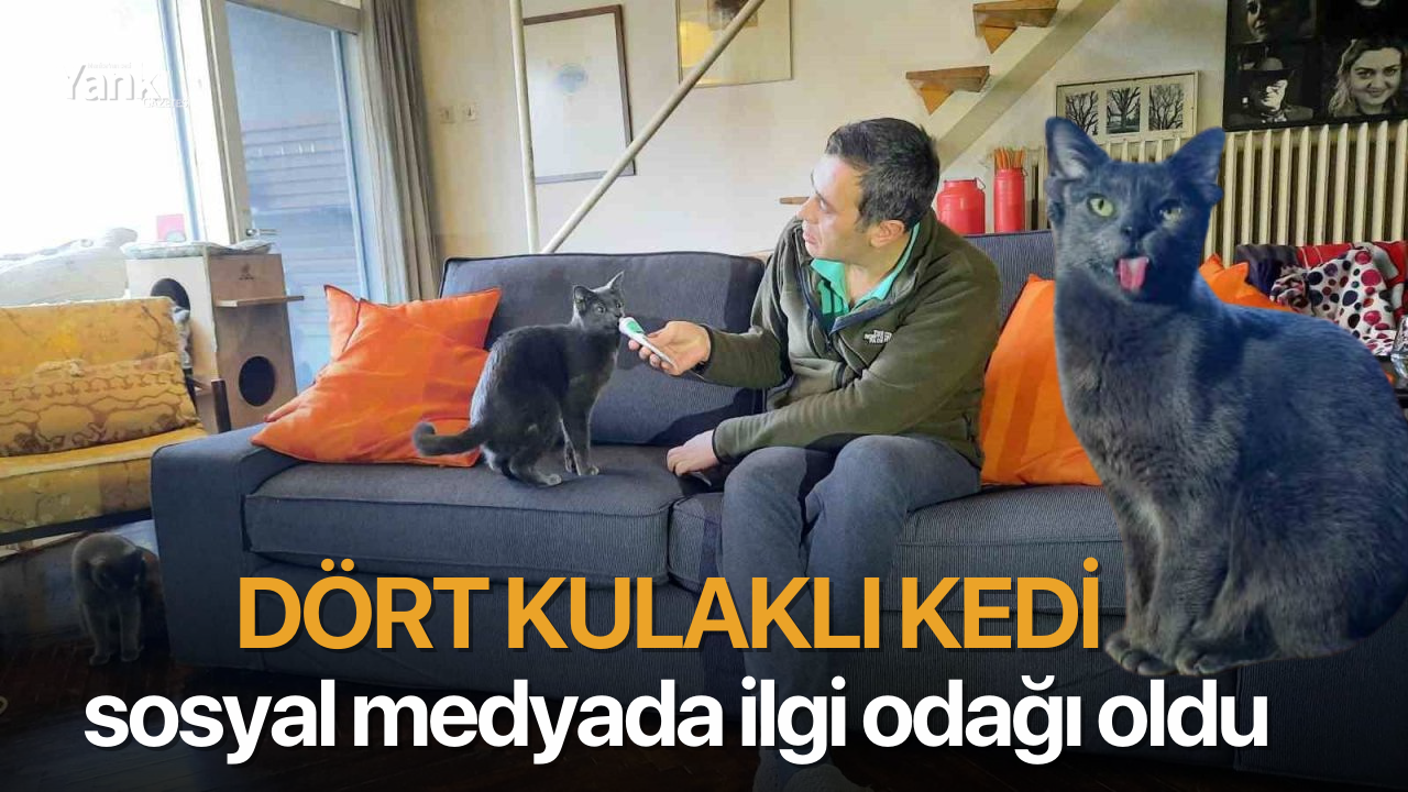 Dört kulaklı kedi sosyal medyada ilgi odağı oldu