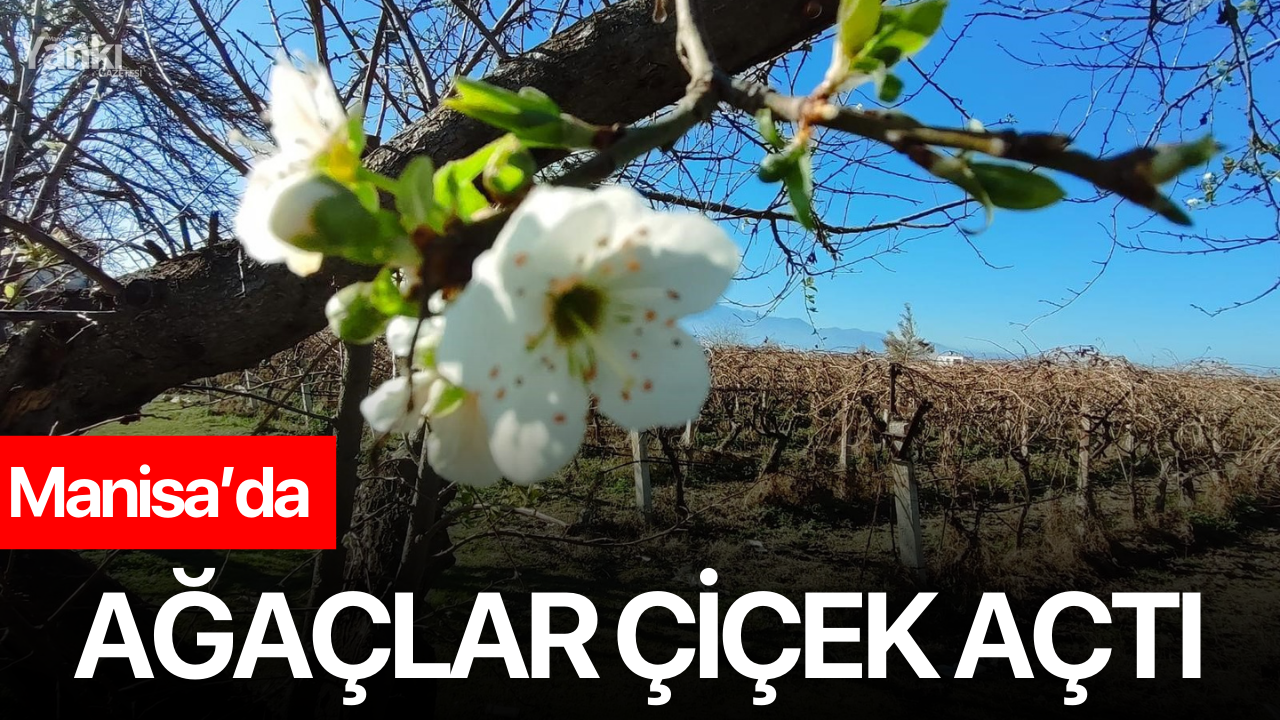 Manisa’da ağaçlar çiçek açtı