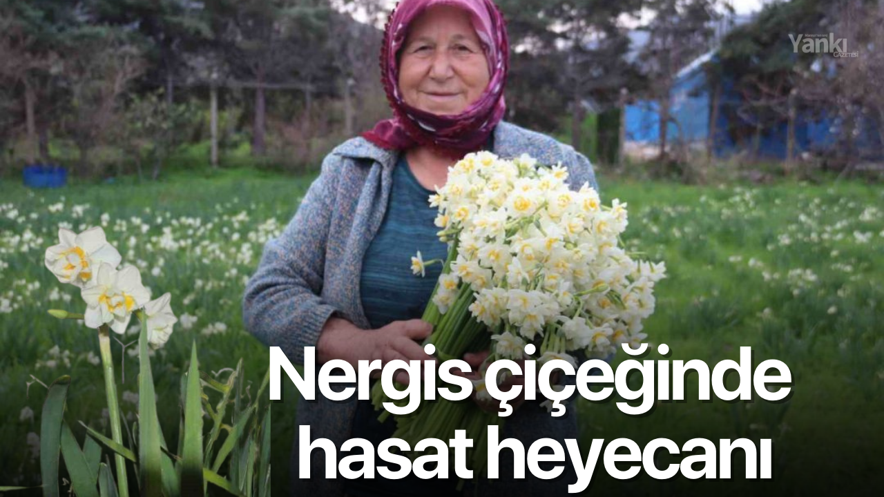 Nergis çiçeğinde hasat heyecanı