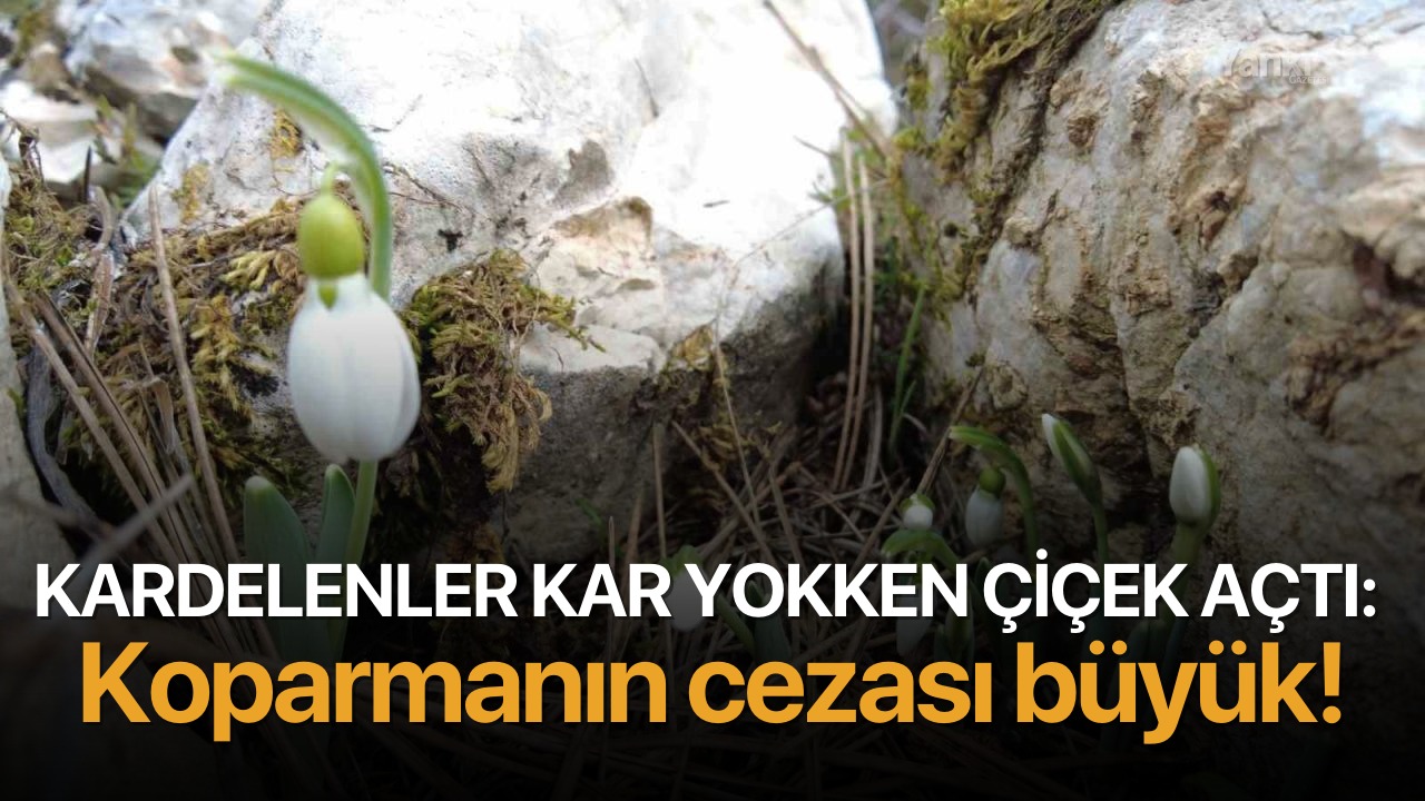 Kardelenler kar yokken çiçek açtı: Koparmanın cezası büyük!