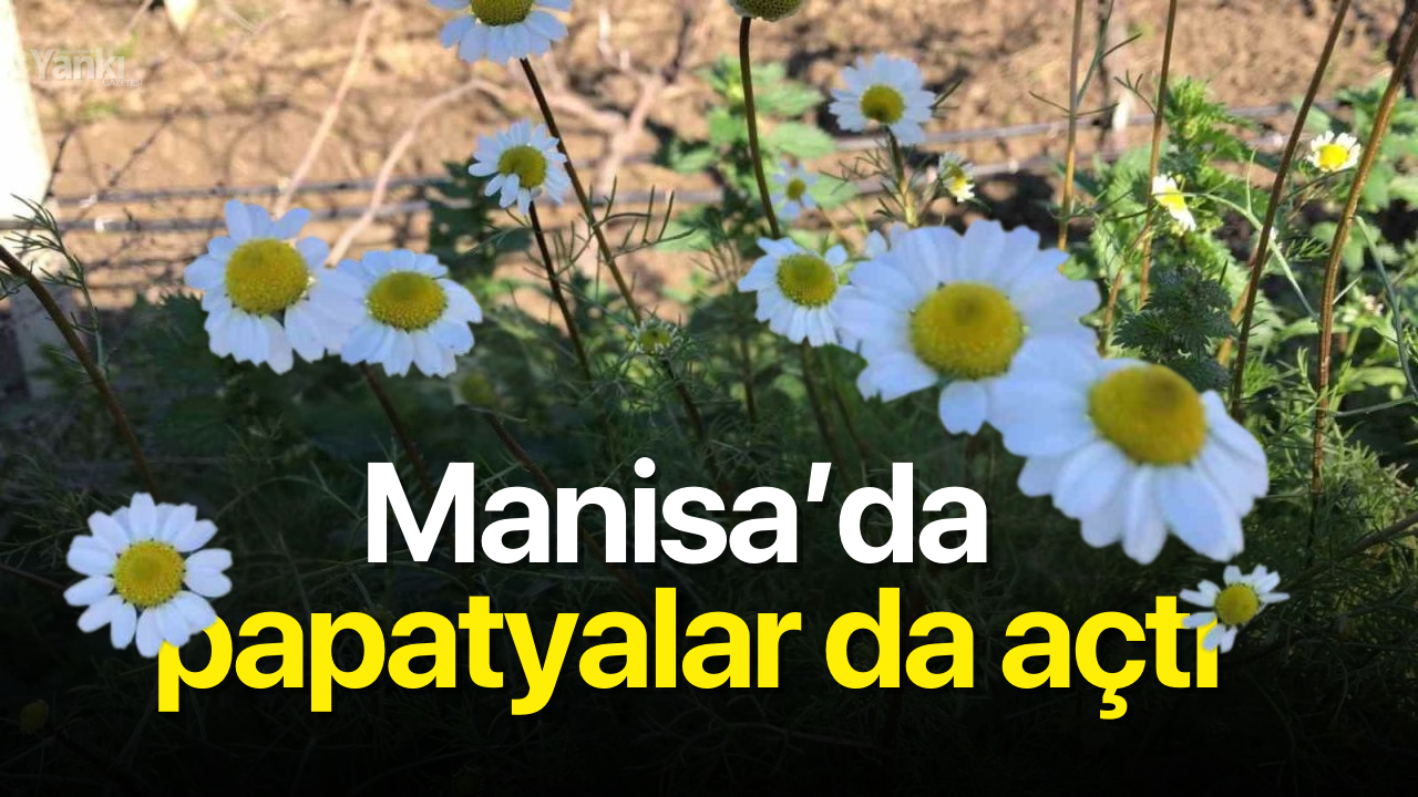 Manisa’da papatyalar da açtı