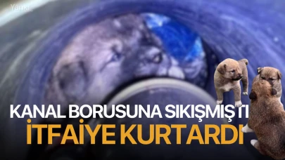 Kanal borusuna sıkışmıştı: İtfaiye kurtardı!