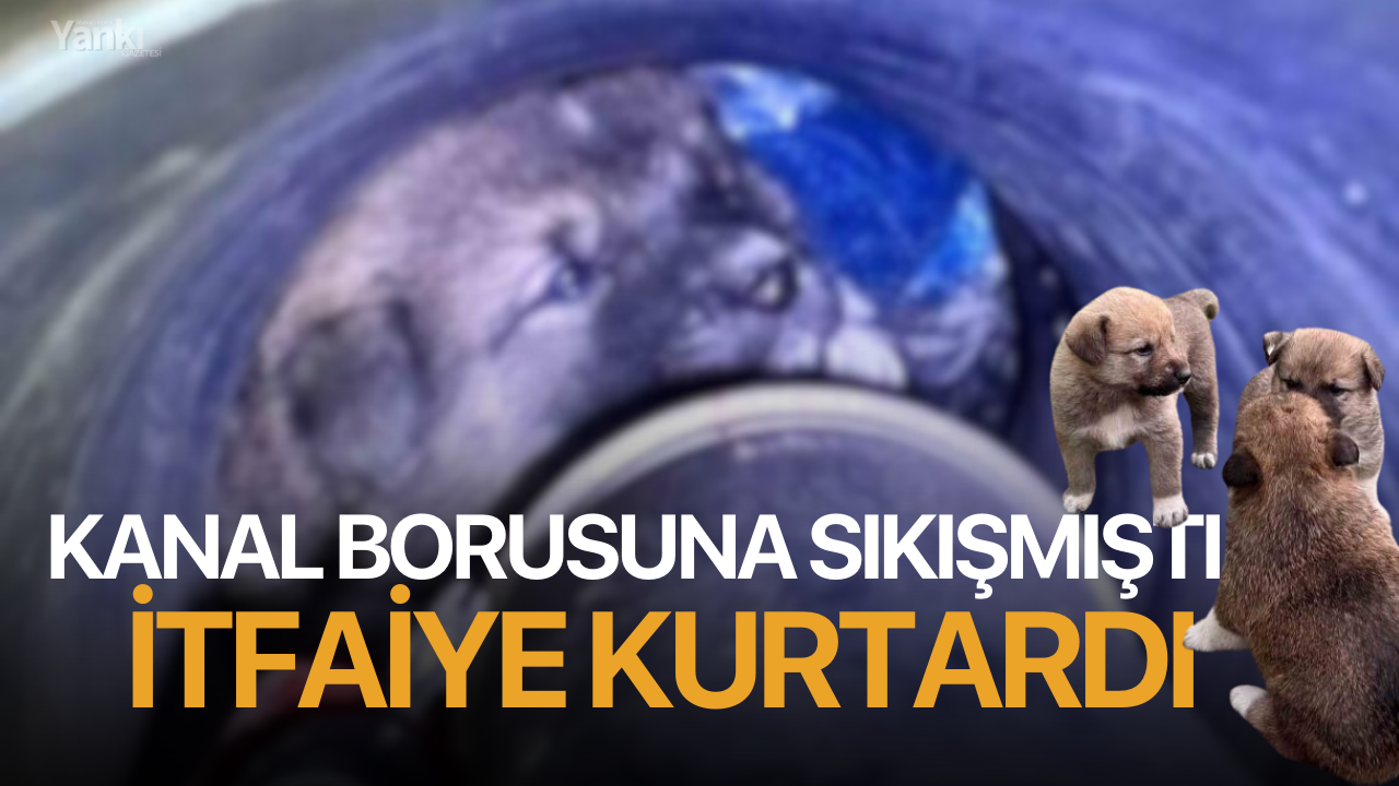 Kanal borusuna sıkışmıştı: İtfaiye kurtardı!