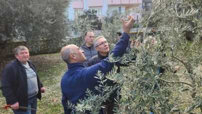 Zeytin budamayı uygulamalı öğrendiler