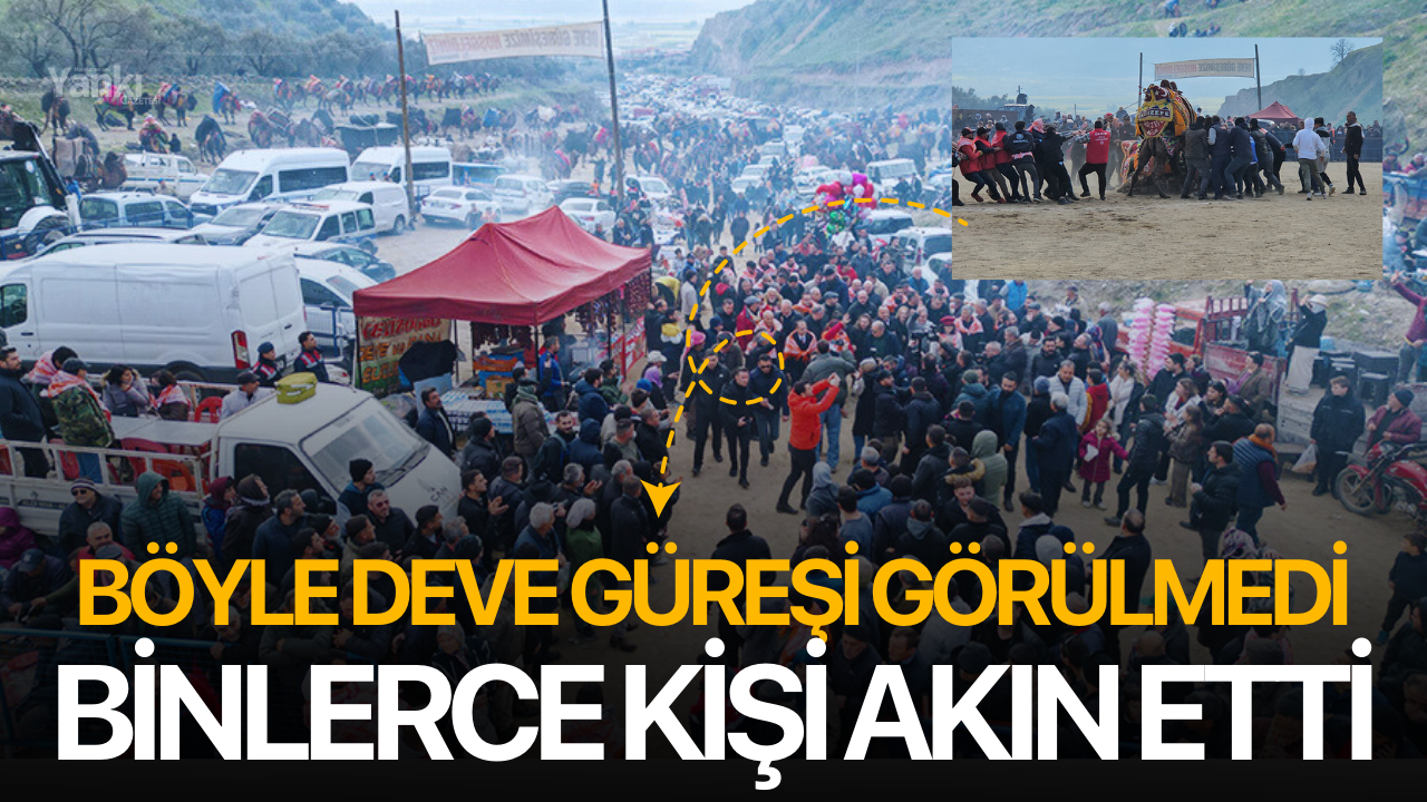 Deve güreşleri büyük ilgi gördü