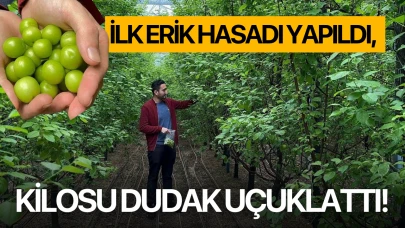 İlk erik hasadı yapıldı, kilosu dudak uçuklattı!