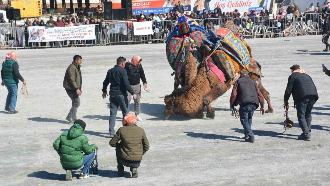 Ege'de deve güreşi festivali coşkusu