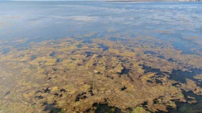 İzmir Bostanlı sahilini deniz marulu sardı