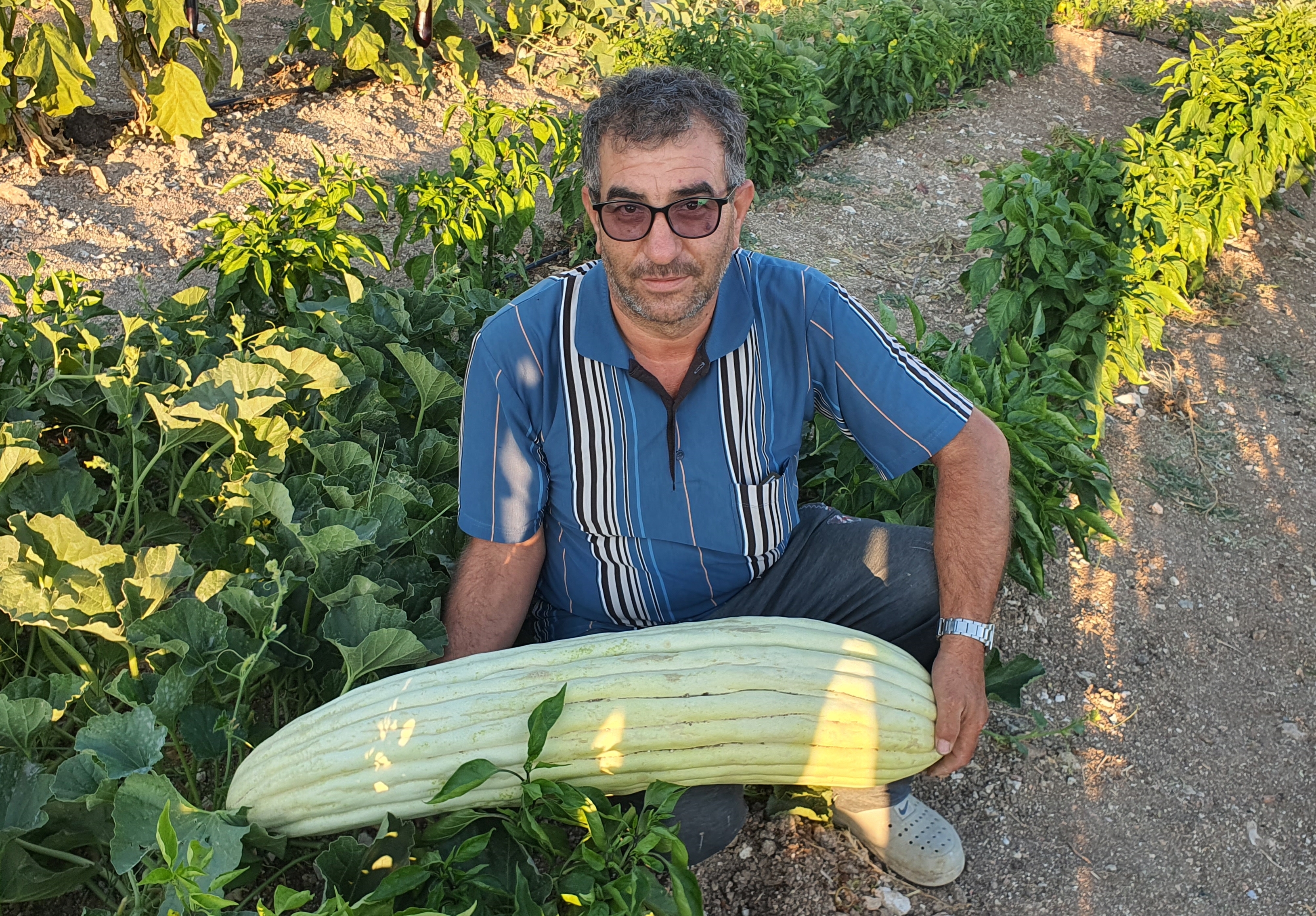 Manisa'da yetiştirildi! 83 santimetre uzunluğunda..