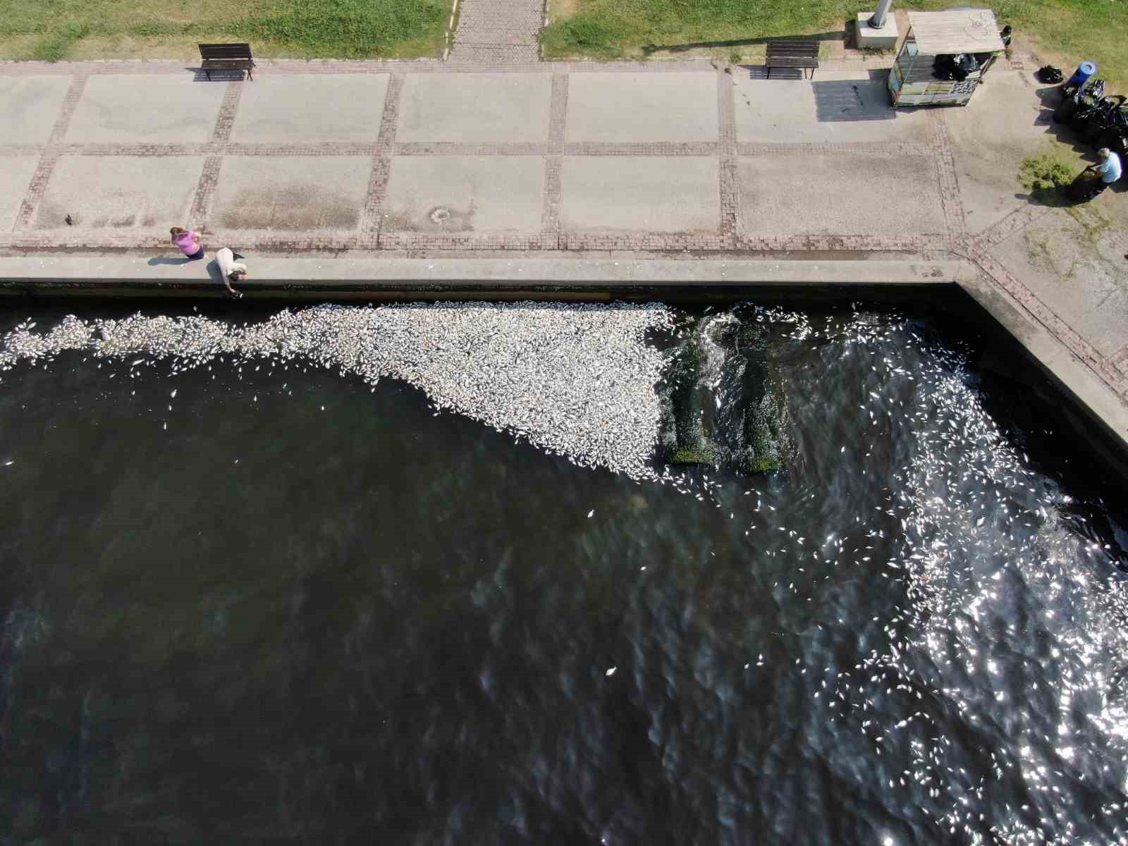 İzmir Körfezi'nde felaketin boyutu artıyor: Her yer ölü balık