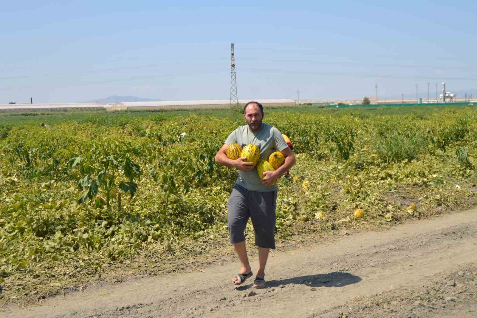 Üretici 600 ton kavun ve karpuzu ücretsiz dağıttı, duyan tarlaya akın etti