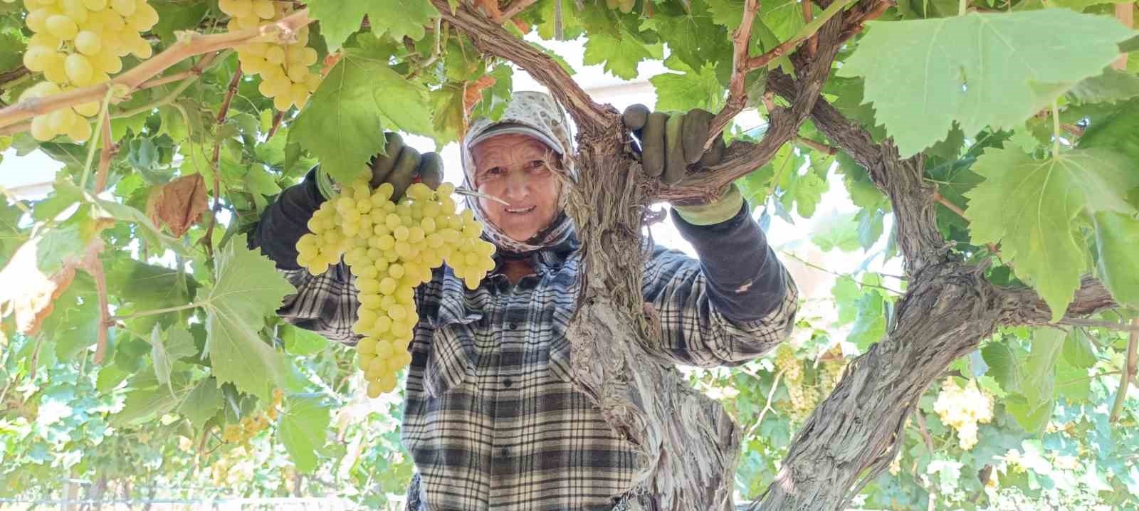 Devasa üzüm salkımını bulan işçiye bahşiş!