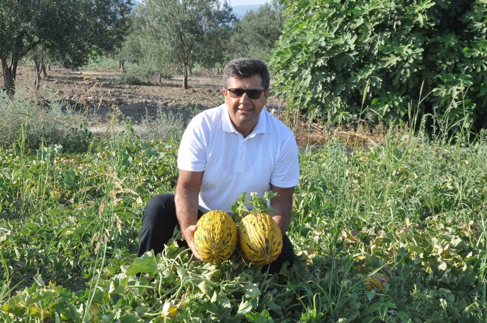 Kırkağaç kavununda ilk hasat yapıldı