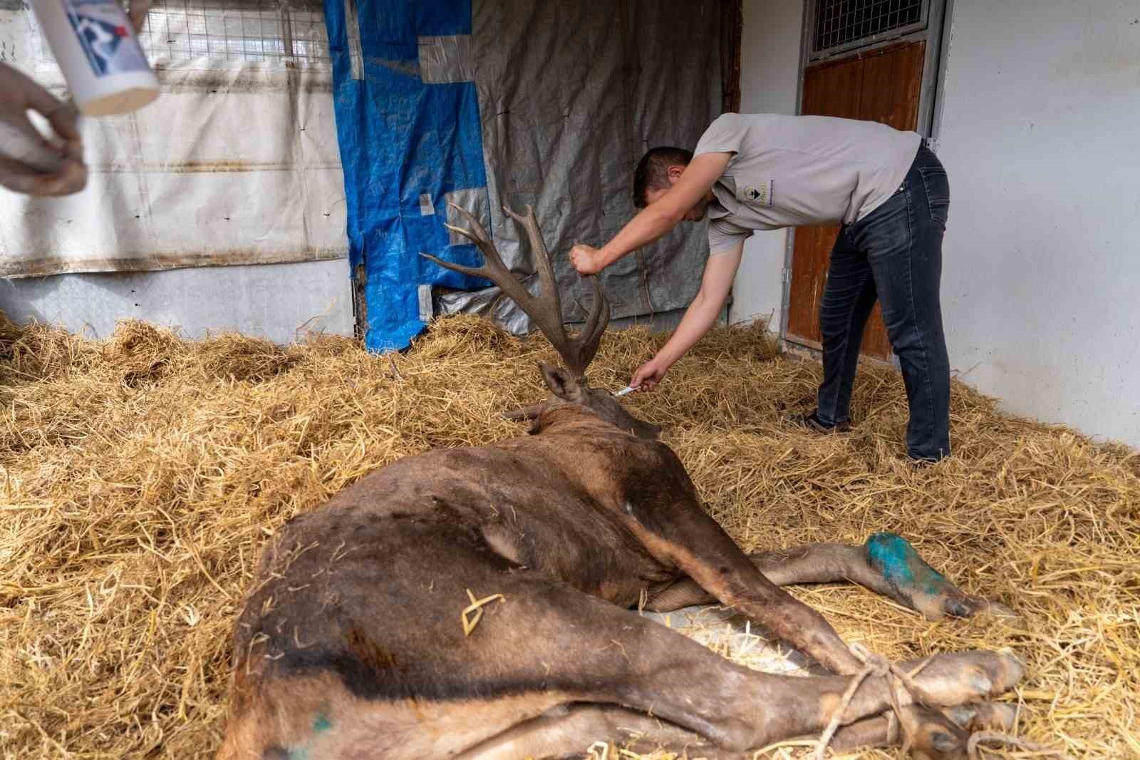 Yaralı geyikten yeni haber