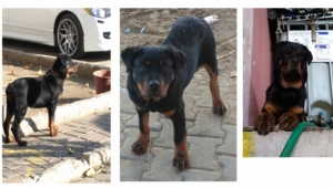 5 aylık köpeğim çalındı bulanların,görenlerin, yerini bilerin 