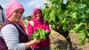 Asma yaprağını kilosu 3 lira 50 kuruş ile 4 liradan satıyor.