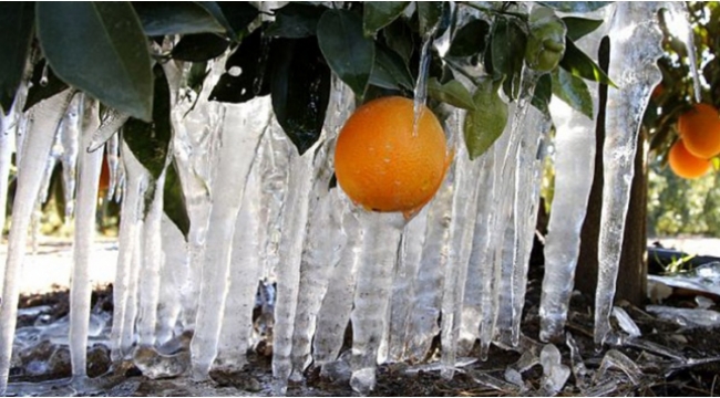 Meteorolojiden zirai don uyarısı