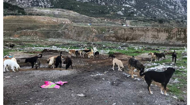 Başevirgen, Büyükşehir'i göreve ve duyarlılığa davet etti