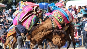 Musalar Yeniköy’de 6.kez deve güreşi heyecanı yaşanacak