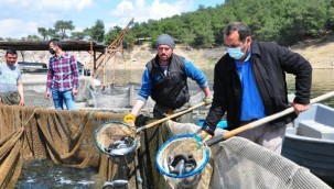 Denizi olmayan Manisa'dan dünyaya balık ihracı