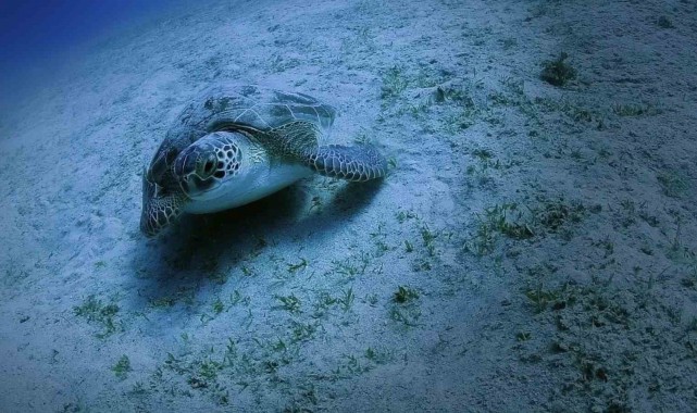 Bakan Özhaseki: "Caretta carettaların yuva sayısı 2 bin 551'e ulaştı"