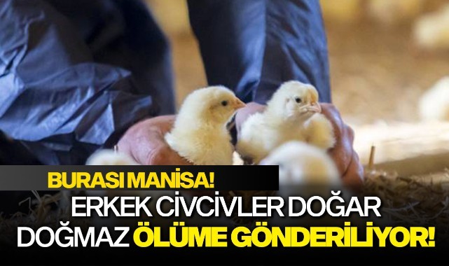 Erkek civcivler doğar doğmaz ölüme gönderiliyor!