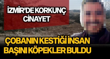 İzmir'de korkunç cinayet! Çobanın kestiği insan başını köpekler buldu