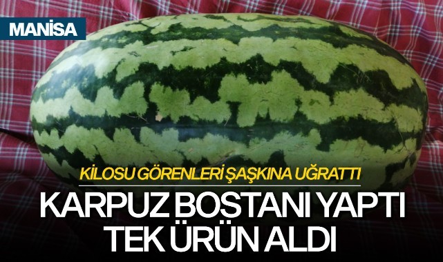 Karpuz bostanı yaptı tek ürün aldı