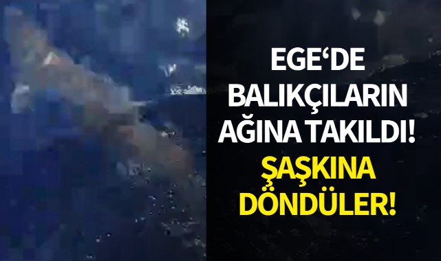 Ege'de balıkçıların ağına takıldı!