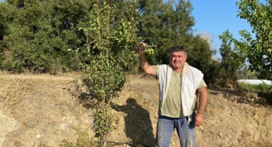 Manisa'da armut ağacı ikinci kez meyve verdi