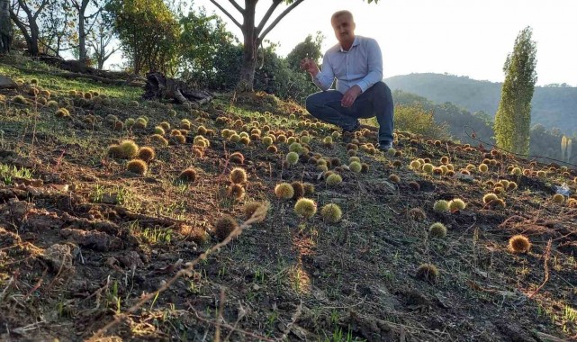 Sarıgöl'de kestane hasadına başlandı