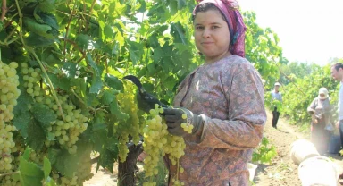 Sarıgöl'den günde 5 tır üzüm ihraç ediliyor