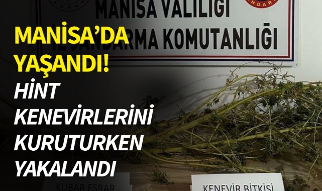 Manisa'da yaşandı! Hint kenevirlerini kuruturken yakalandı