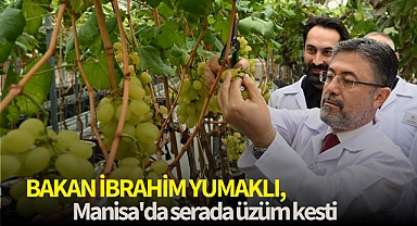 Bakan İbrahim Yumaklı, Manisa'da serada üzüm kesti