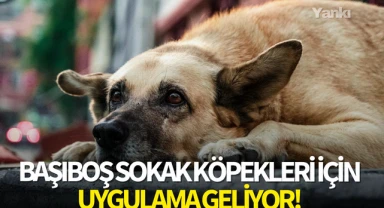 Başıboş sokak köpekleri için uygulama geliyor!