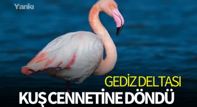 Gediz Deltası kuş cennetine döndü