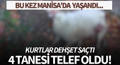 Kurtlar dehşet saçtı,4 tanesi telef oldu!