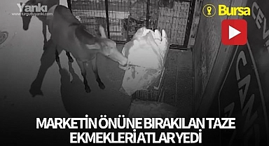 Marketin önüne bırakılan taze ekmekleri atlar yedi