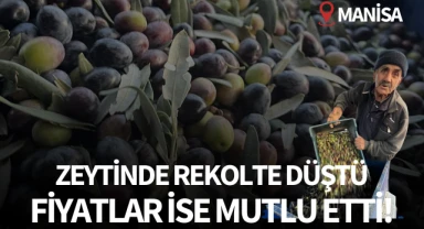 Zeytinde rekolte düştü fiyatlar mutlu etti!