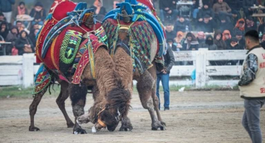 'Deve Güreşleri Festivali' yoğun ilgi gördü!