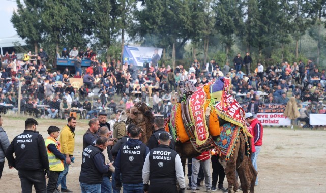 Gökkaya’daki 24.geleneksel deve güreşi etkinliği ilgi gördü