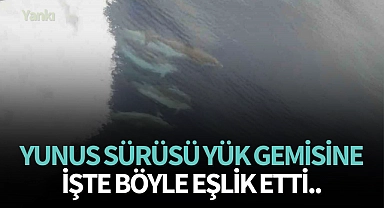 Yunus sürüsü yük gemisine işte böyle eşlik etti..