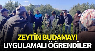 Zeytin budamayı uygulamalı öğrendiler